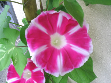 ��ţ��-----�Ѿ���4����ɫ��