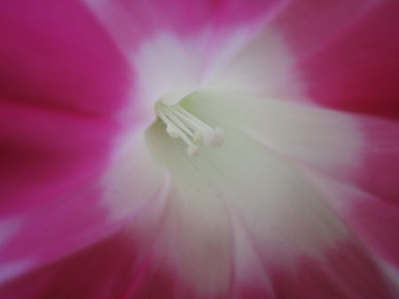 ��ţ��-----�Ѿ���4����ɫ��