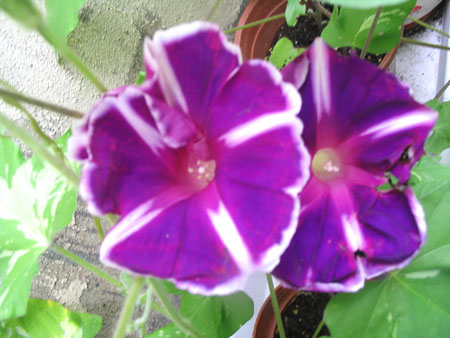 ��ţ��-----�Ѿ���4����ɫ��