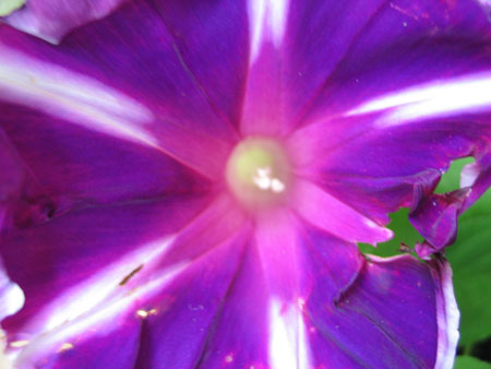 ��ţ��-----�Ѿ���4����ɫ��