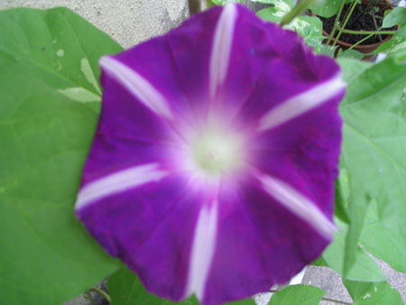 ��ţ��-----�Ѿ���4����ɫ��