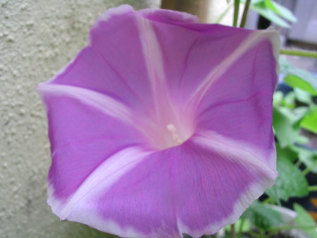 ��ţ��-----�Ѿ���4����ɫ��