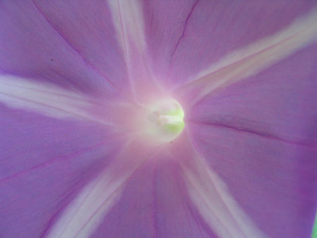 ��ţ��-----�Ѿ���4����ɫ��