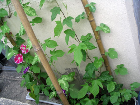 ��ţ��-----�Ѿ���4����ɫ�ˣ�ÿ�ո��£�