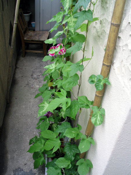 ��ţ��-----�Ѿ���4����ɫ�ˣ�ÿ�ո��£�