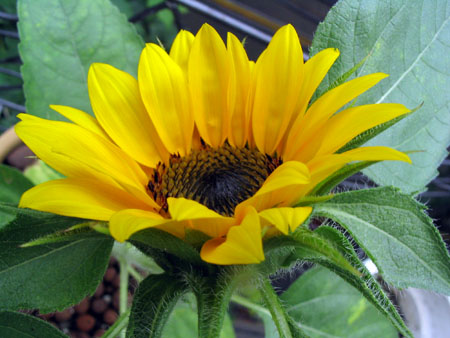 ��ţ��-----�Ѿ���4����ɫ�ˣ�ÿ�ո��£�