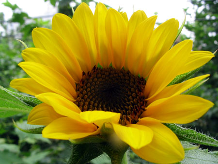 ��ţ��-----�Ѿ���4����ɫ�ˣ�ÿ�ո��£�