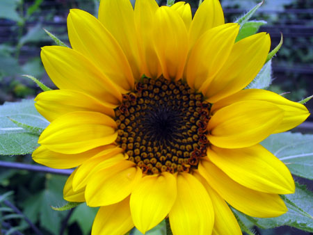 ��ţ��-----�Ѿ���4����ɫ�ˣ�ÿ�ո��£�