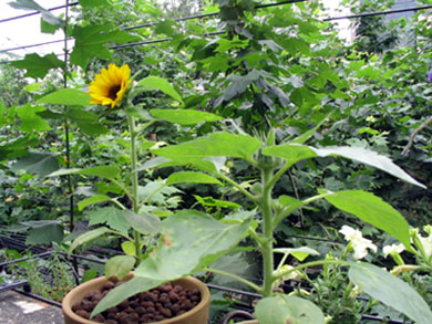 ��ţ��-----�Ѿ���4����ɫ�ˣ�p6�ʹ����ǣ�����