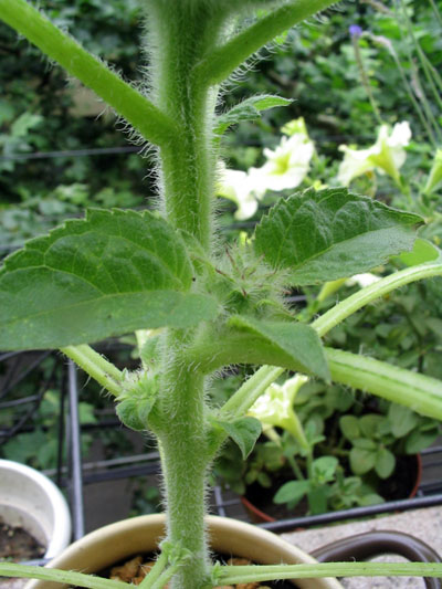 ��ţ��-----�Ѿ���4����ɫ�ˣ�p6�ʹ����ǣ�����