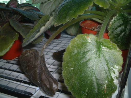 ����̫�ȣ��ҵ���������������������