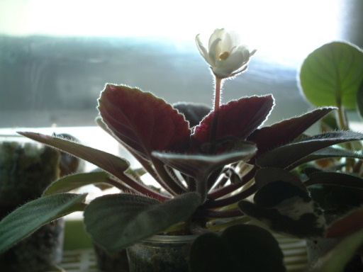 ����̫�ȣ��ҵ���������������������