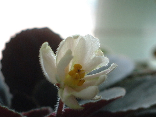 ����̫�ȣ��ҵ���������������������