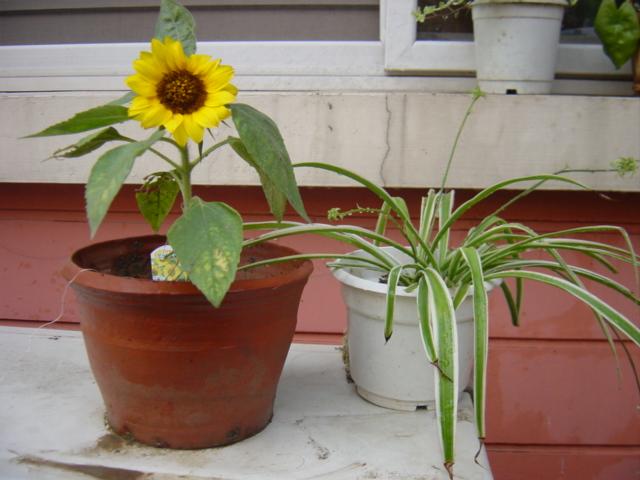 ���ҵİ����տ�