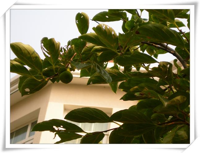 ����ը��,Ҳ�����ҵĹ���( P9�Ժ���ͼƬ,�����ע..)