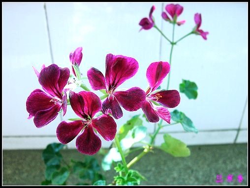 �������ÿ�:P8�°ܵ�3������