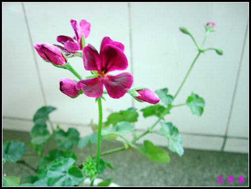 �������ÿ�:P8�°ܵ�3������