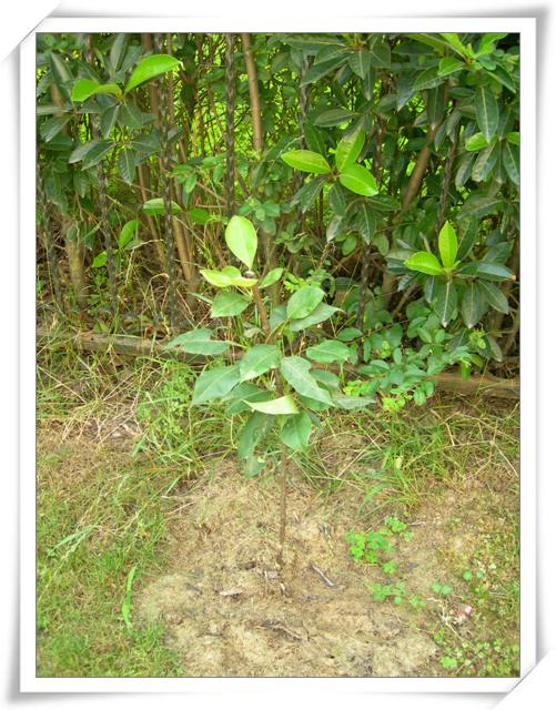 ����ը��,Ҳ�����ҵĹ���( P9�Ժ���ͼƬ,�����ע..)