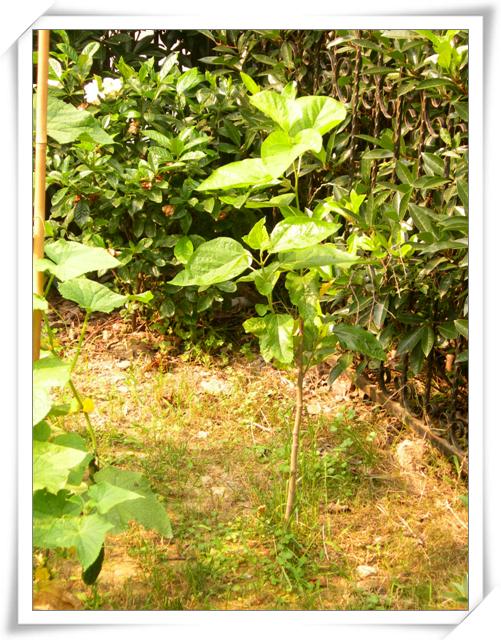 ����ը��,Ҳ�����ҵĹ���( P9�Ժ���ͼƬ,�����ע..)