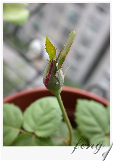 ���������¼��� ���ڶ��仨��