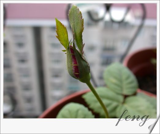 ���������¼��� ���ڶ��仨��