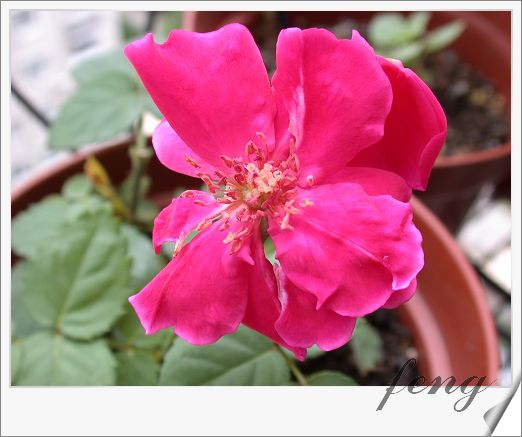 ���������¼��� ���ڶ��仨��