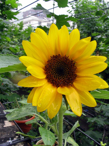 ��ţ��-----�Ѿ���4����ɫ�ˣ�p6�ʹ����ǣ�����