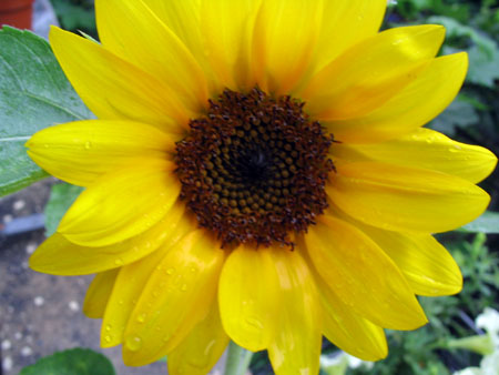 ��ţ��-----�Ѿ���4����ɫ�ˣ�p6�ʹ����ǣ�����