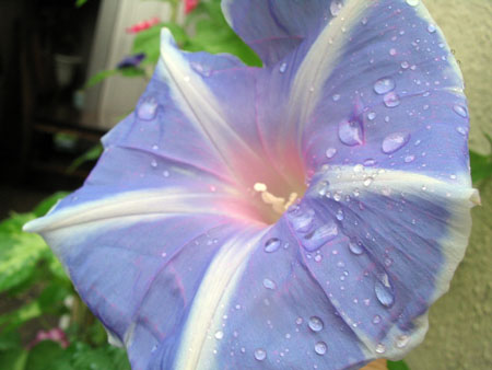 ��ţ��-----�Ѿ���4����ɫ�ˣ�p6�ʹ����ǣ�����