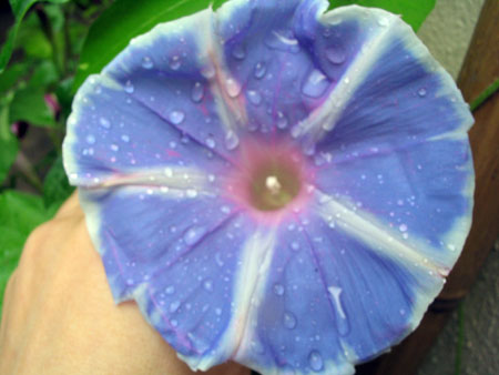 ��ţ��-----�Ѿ���4����ɫ�ˣ�p6�ʹ����ǣ�����