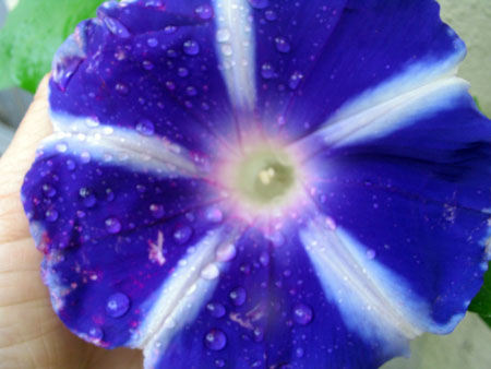 ��ţ��-----�Ѿ���4����ɫ�ˣ�p6�ʹ����ǣ�����