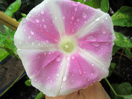 ��ţ��-----�Ѿ���4����ɫ�ˣ�p6�ʹ����ǣ�����