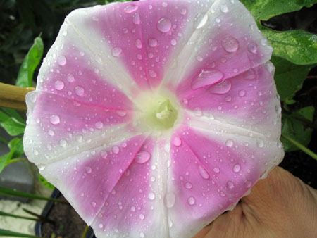 ��ţ��-----�Ѿ���4����ɫ�ˣ�p6�ʹ����ǣ�����