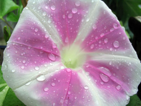 ��ţ��-----�Ѿ���4����ɫ�ˣ�p6�ʹ����ǣ�����