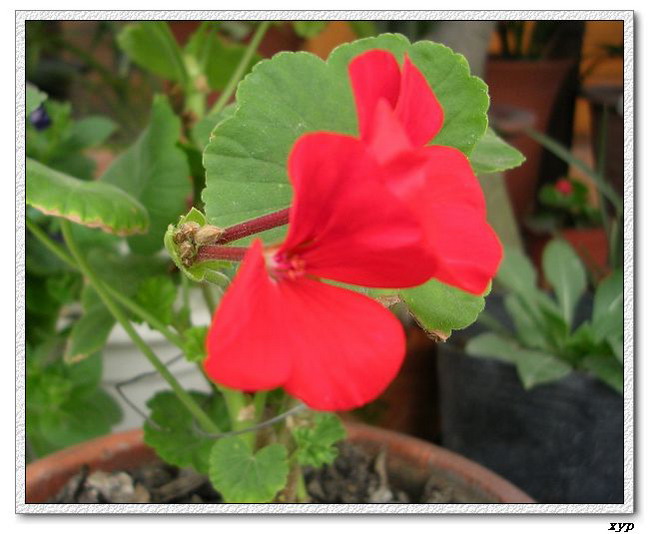 ���ÿ�(ѩ��������)P8����