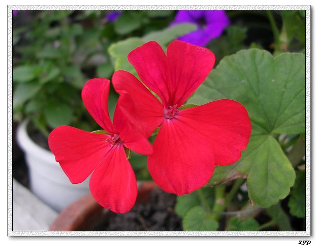 ���ÿ�(ѩ��������)P8����