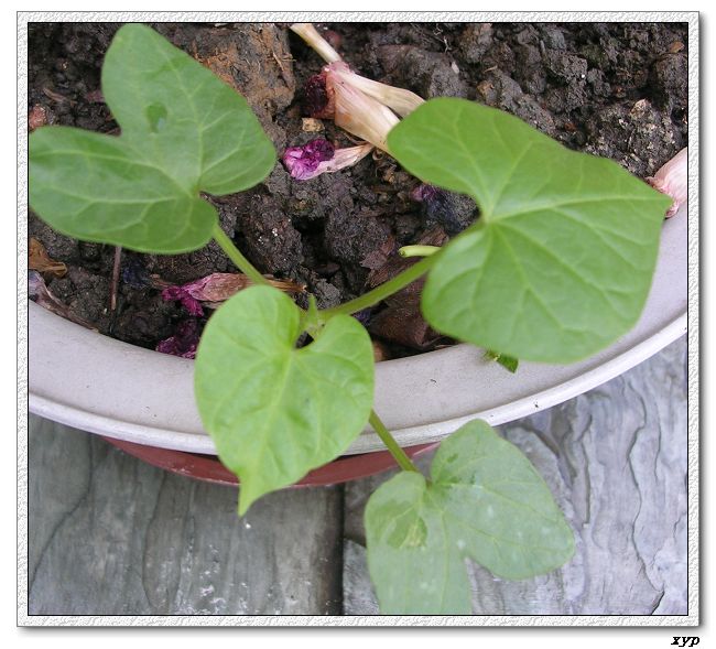 �����ţȺ(��Сţ��)