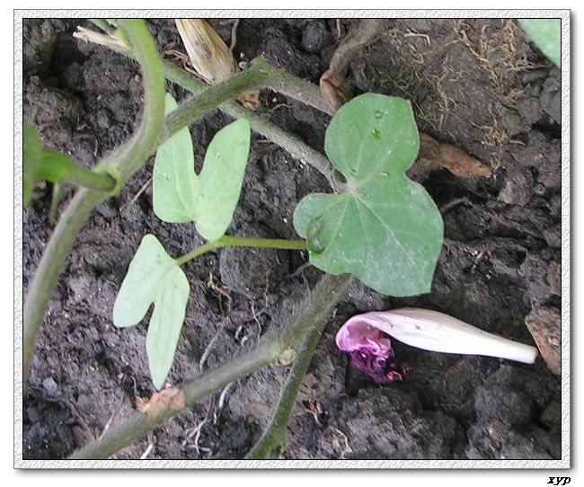 �����ţȺ(��Сţ��)