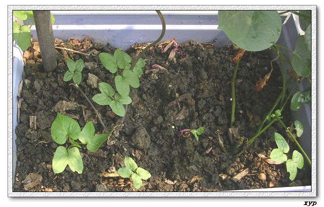 �����ţȺ(��Сţ��)