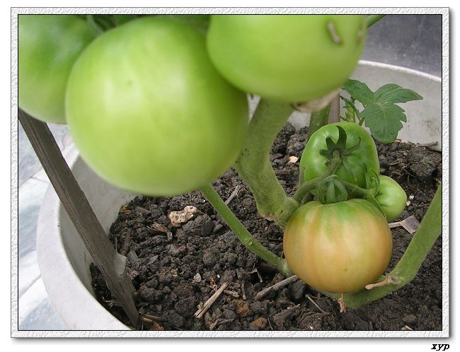 ���ֵĲ�-ެ��