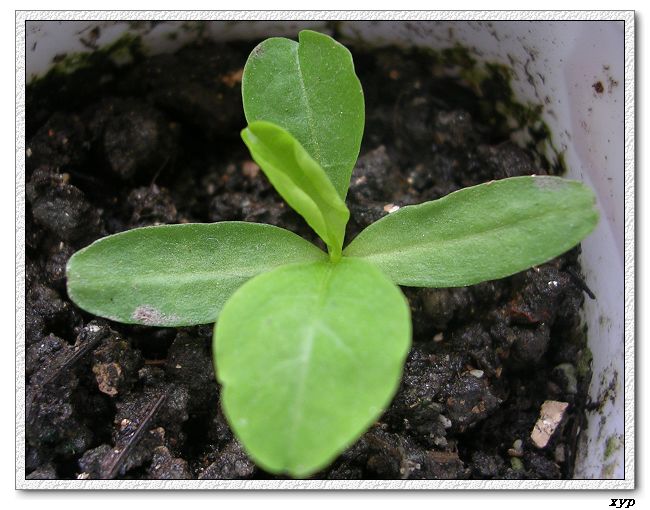 ��ѩ����ѿ��