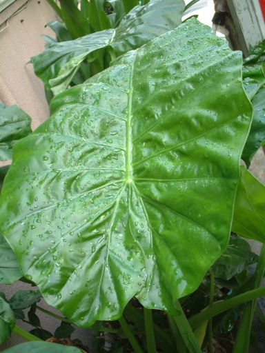 ���²�.. ���y���f...