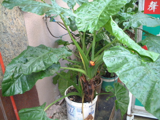 ���²�.. ���y���f...