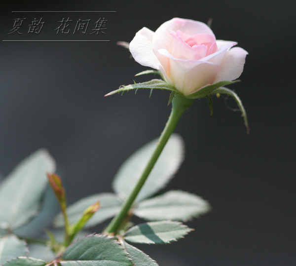 ���伯------�ҵ��¼���԰