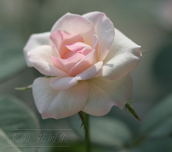 ���伯------�ҵ��¼���԰