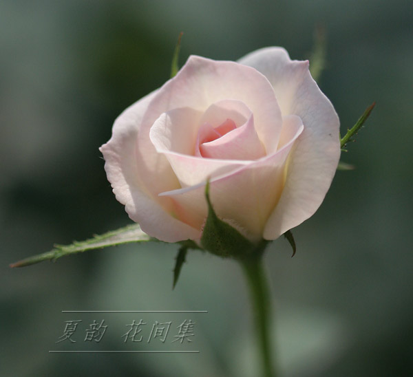 ���伯------�ҵ��¼���԰