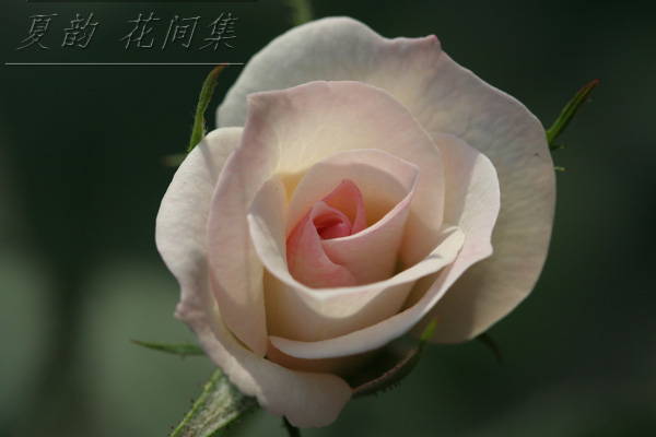 ���伯------�ҵ��¼���԰