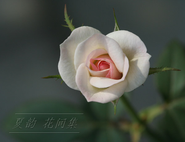 ���伯------�ҵ��¼���԰