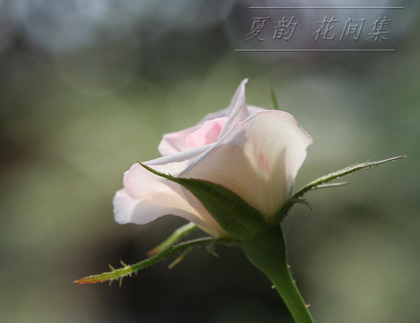 ���伯------�ҵ��¼���԰