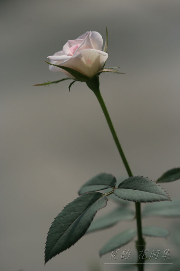 ���伯------�ҵ��¼���԰